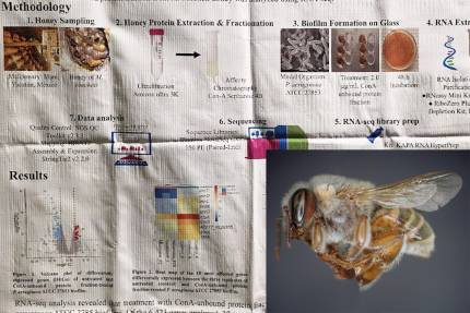 Obrázek Analyse der Wirkungen von Honig stachelloser Bienen