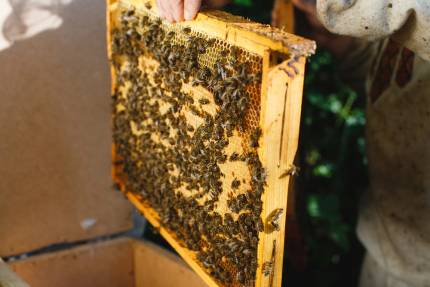 Obrázek Die Bedeutung eines gesunden Bienenvolks