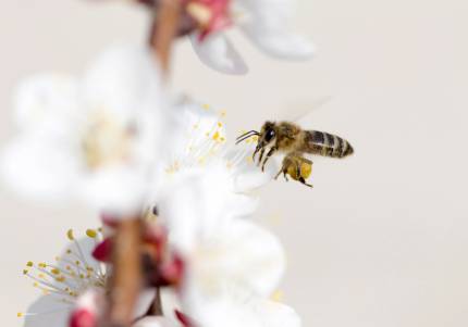 Obrázek Wie Bienen sich in der Landschaft orientieren