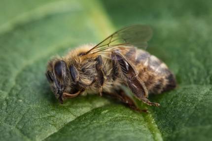 Obrázek Die Lebenserwartung von Arbeitsbienen nimmt ab