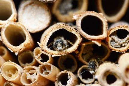 Obrázek Wie bereitet man ein Bienenhotel und Nistplätze für Wildbienen vor?