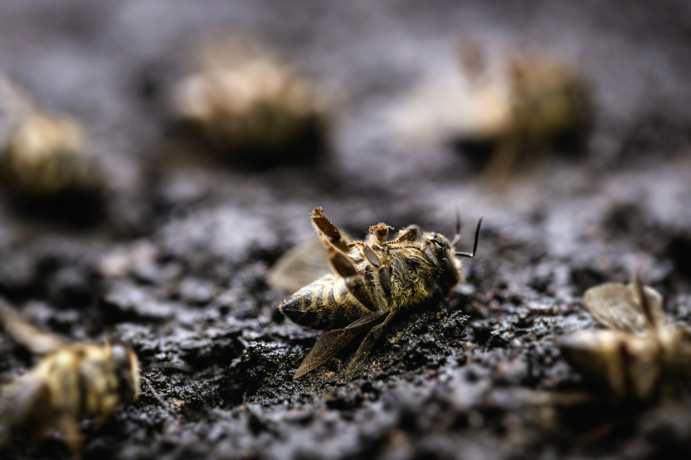 Obrázek Bienenkrankheiten vor Beginn der neuen Imkersaison
