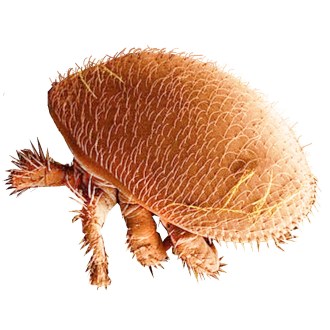 Varroose - Milbe Varroa destructor
