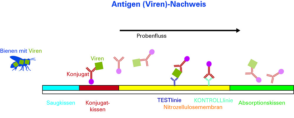 FASTest BEE 3T – Schnelltest für Bienenviren (2 Stk.)