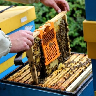 IzoVar – Universaler Isolator für die Bienenkönigin